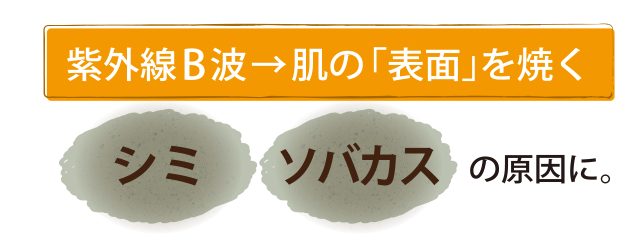 紫外線B波→肌の「表面」を焼く[シミ・ソバカスの原因に。]